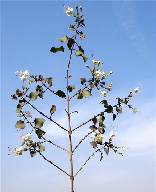 Clerodendrum phlomidis
